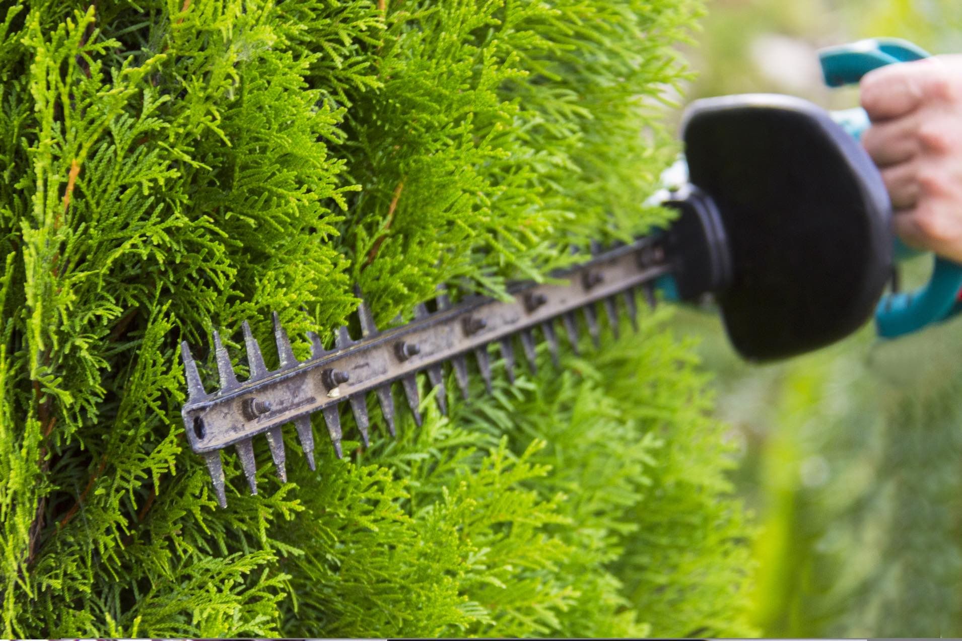 Closeup of hedges being clipped with electric clippers.
