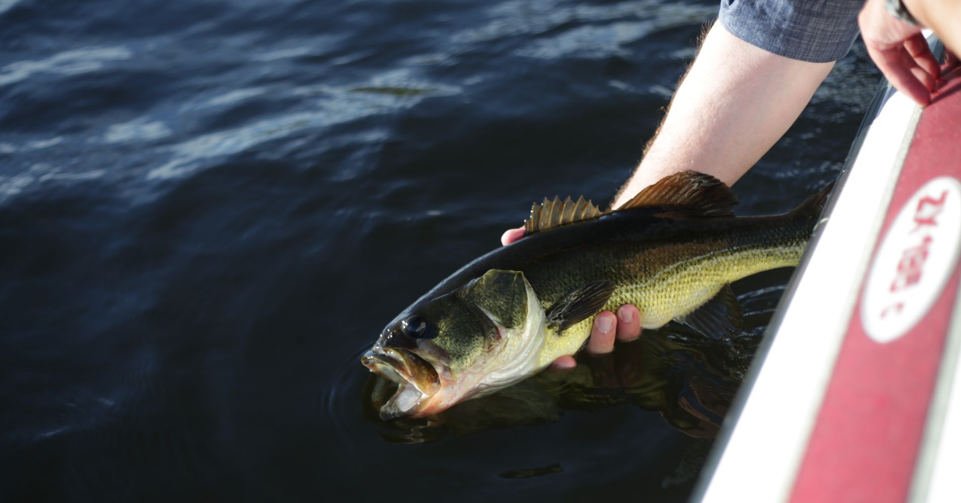 Someone reaching over side to bring a bass in.